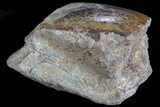 Polished Dinosaur Bone (Gembone) Section - Colorado #73013-2
